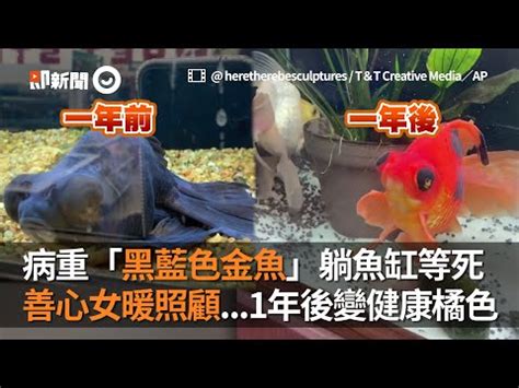 黑牡丹金魚|新手必看：黑牡丹養護